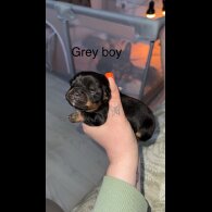 Mixed Breed - Both