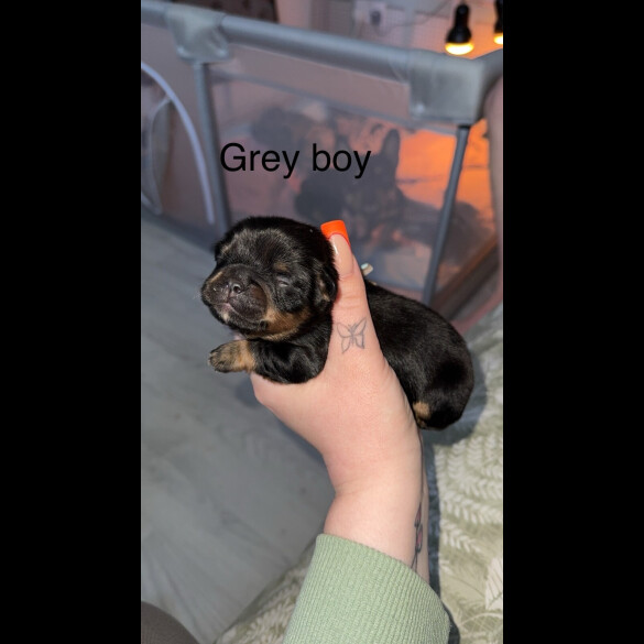 Mixed Breed - Both
