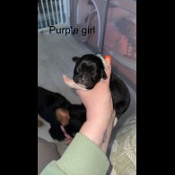 Mixed Breed - Both