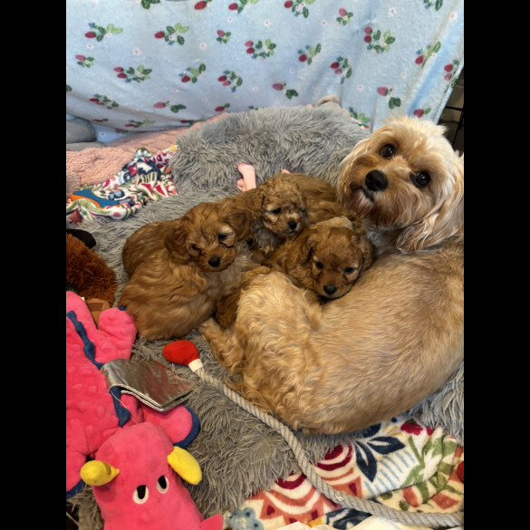 Cavapoo - Both