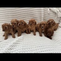 Cavapoo - Both