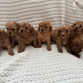 Cavapoo - Both