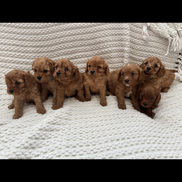 Cavapoo - Both