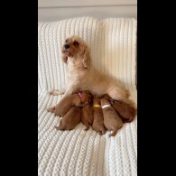 Cavapoo - Both