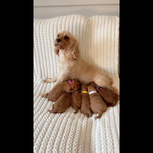 Cavapoo - Both