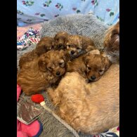 Cavapoo - Both