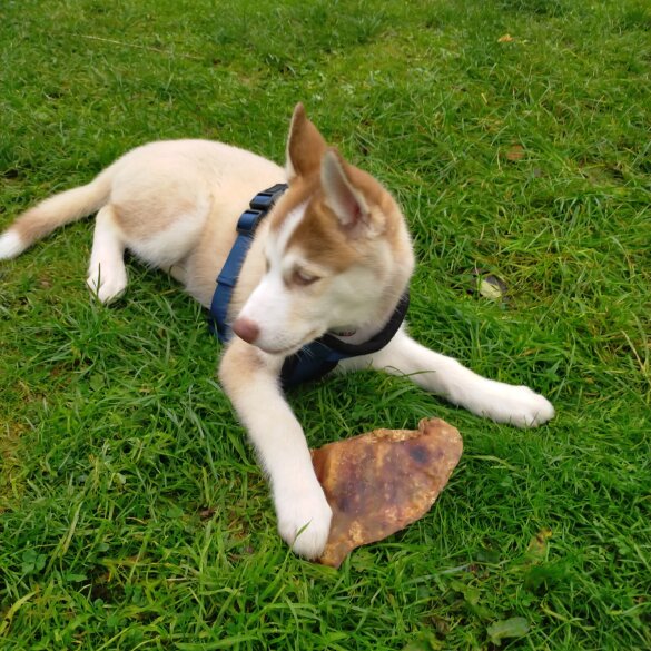 Siberian Husky