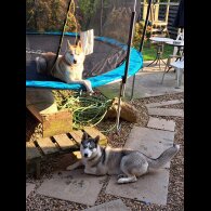 Siberian Husky