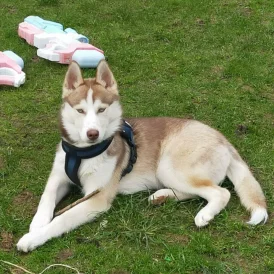 Siberian Husky