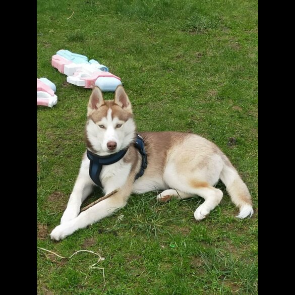 Siberian Husky