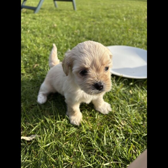 Shihpoo - Both