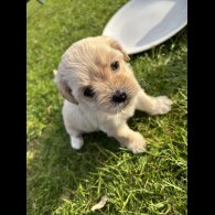 Shihpoo - Both