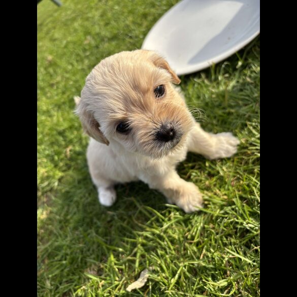 Shihpoo - Both