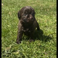 Shihpoo - Both
