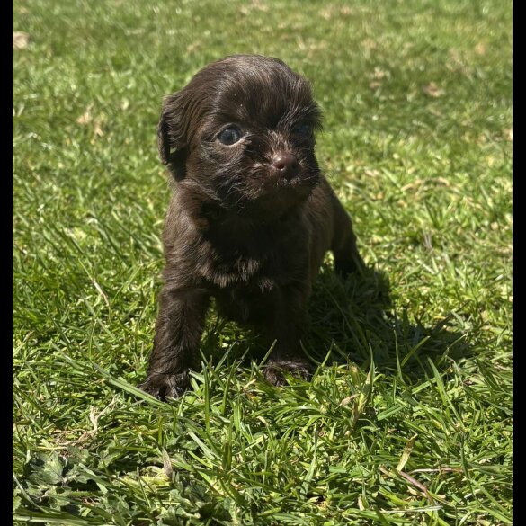 Shihpoo - Both