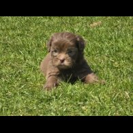 Shihpoo - Both