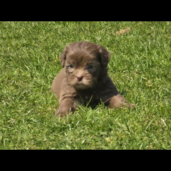 Shihpoo - Both