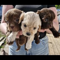 Shihpoo - Both