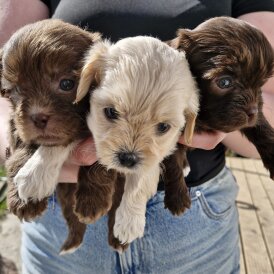 Shihpoo - Both
