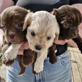 Shihpoo - Both
