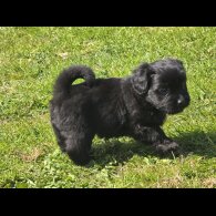 Shihpoo - Both