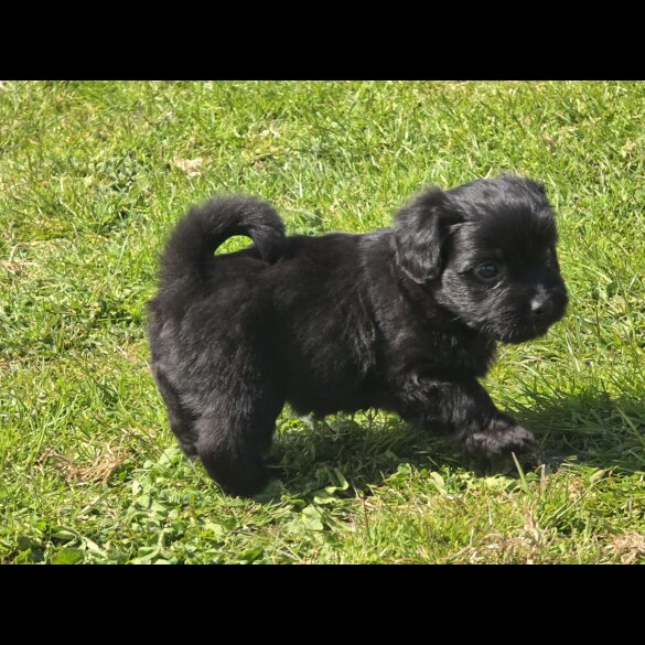 Shihpoo - Both