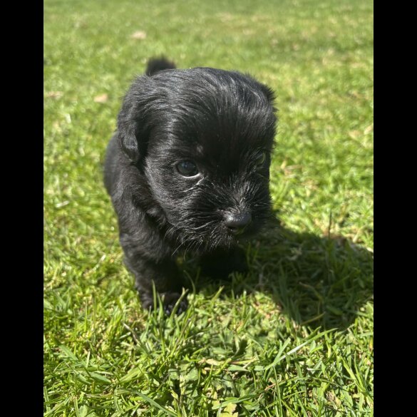 Shihpoo - Both