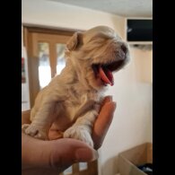 Shihpoo - Both