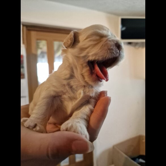 Shihpoo - Both