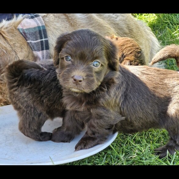 Shihpoo - Both