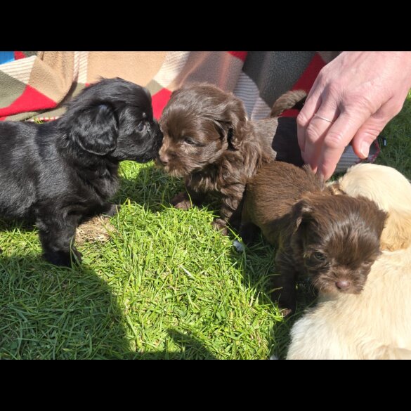 Shihpoo - Both