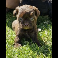 Shihpoo - Both