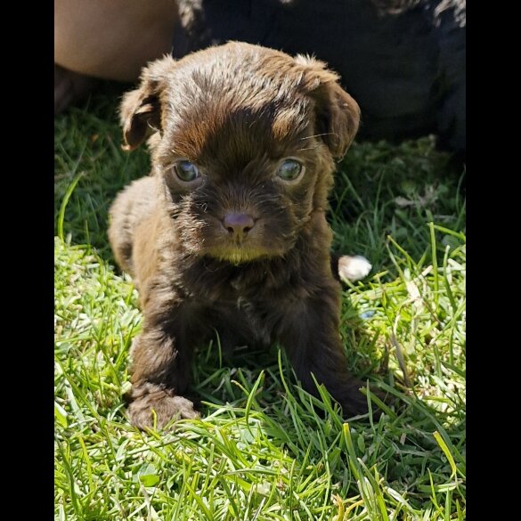Shihpoo - Both