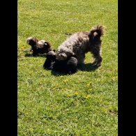Shihpoo - Both