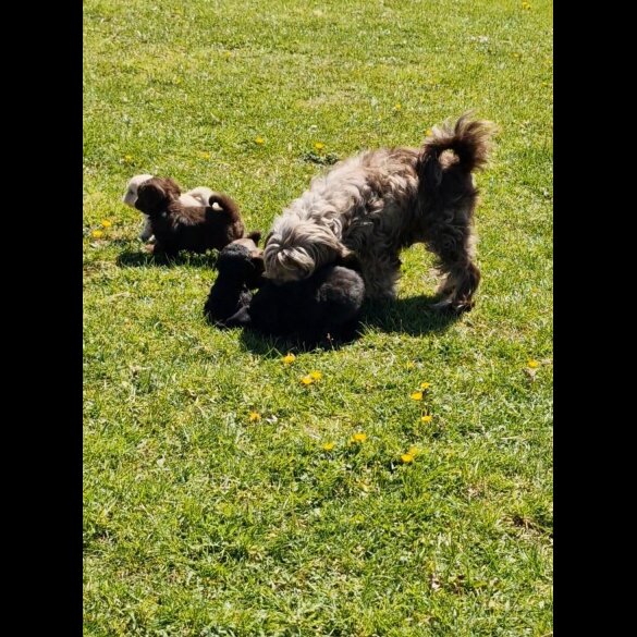 Shihpoo - Both