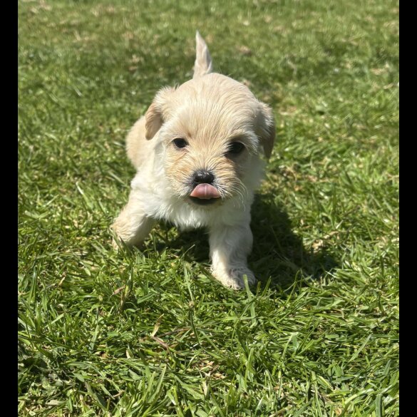Shihpoo - Both