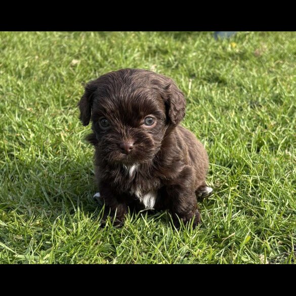 Shihpoo - Both