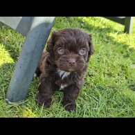Shihpoo - Both