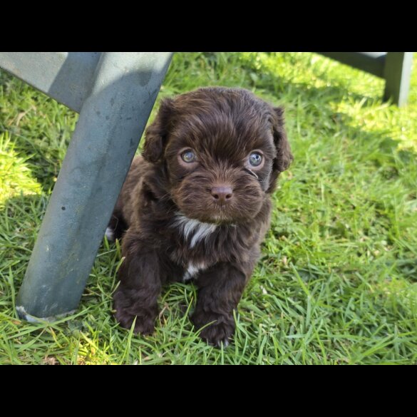Shihpoo - Both