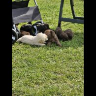 Shihpoo - Both