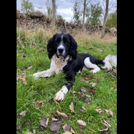 English Springer Spaniel - Both