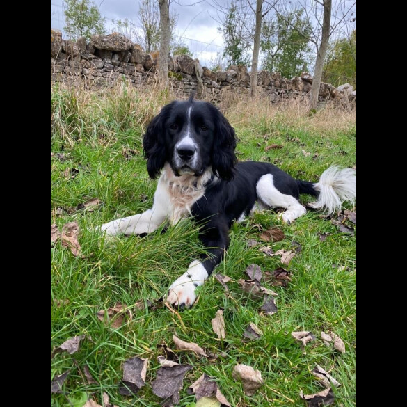 English Springer Spaniel - Both