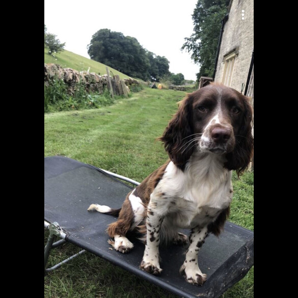 English Springer Spaniel - Both