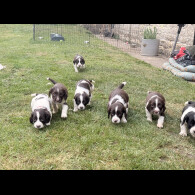 English Springer Spaniel - Both