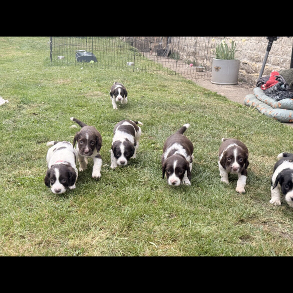 English Springer Spaniel - Both
