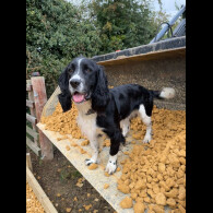 English Springer Spaniel - Both