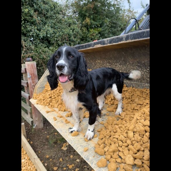 English Springer Spaniel - Both