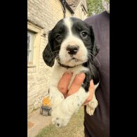 English Springer Spaniel - Both