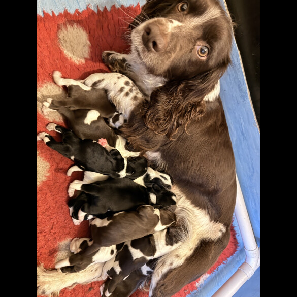 English Springer Spaniel - Both