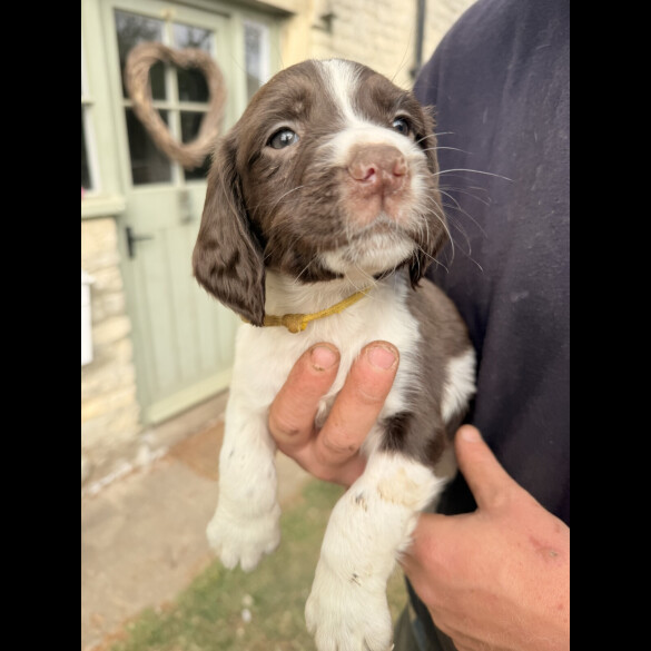 English Springer Spaniel - Both